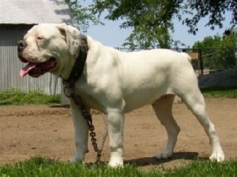 hermes bulldogge allevamenti|hermes bulldogge.